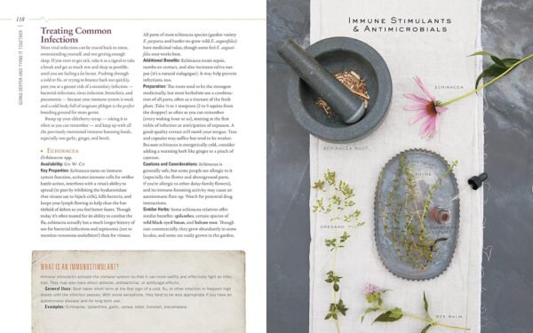 Body into Balance: An Herbal Guide to Holistic Self-Care - Image 13
